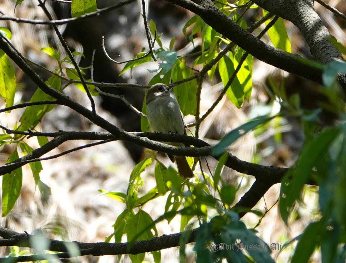 Rusty-tailed Flycatcher - ML153690741