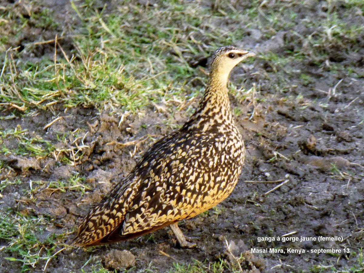 Yellow-throated Sandgrouse - ML153691811