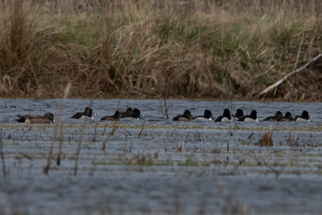 Ring-necked Duck - ML153692521