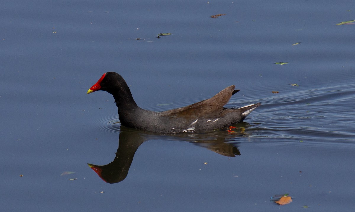 Common Gallinule - Anna Bennett