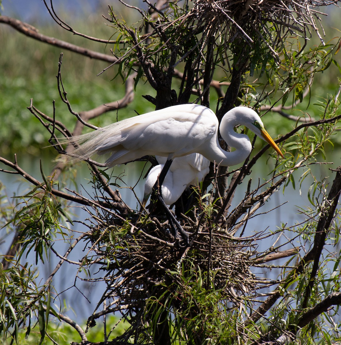 Great Egret - Anna Bennett