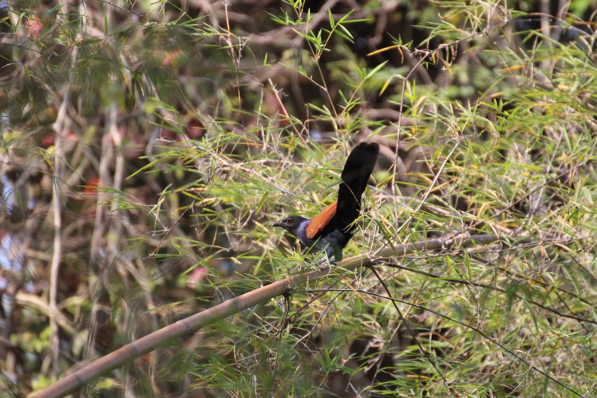 Greater Coucal - ML153693861