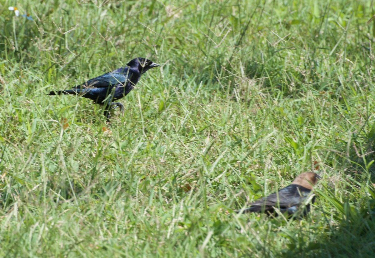 Shiny Cowbird - ML153693871