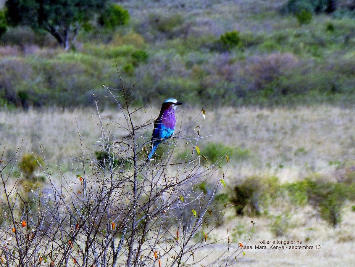 Lilac-breasted Roller - ML153694741