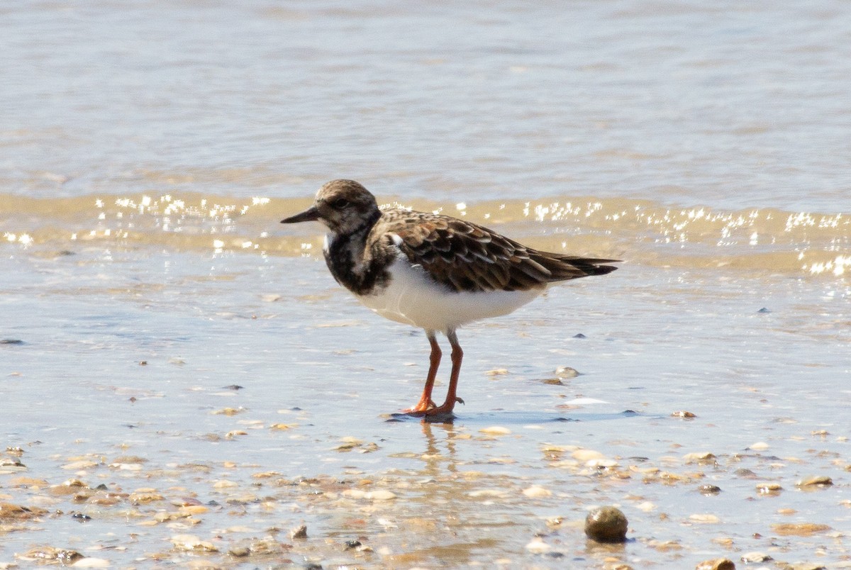 Ruddy Turnstone - ML153695281