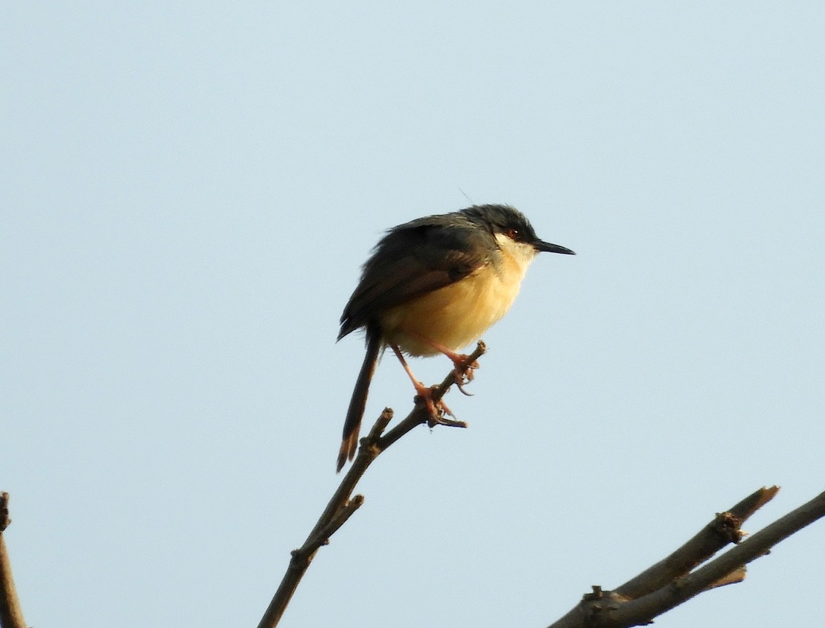 Ashy Prinia - ML153695431