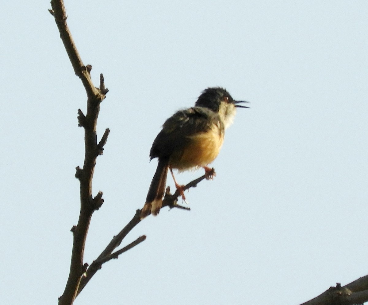 Ashy Prinia - ML153695501