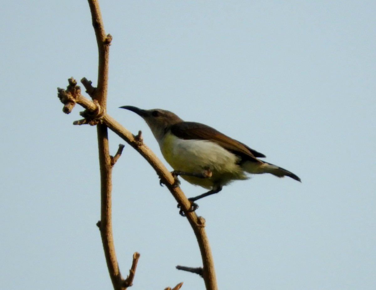 Purple-rumped Sunbird - ML153695551