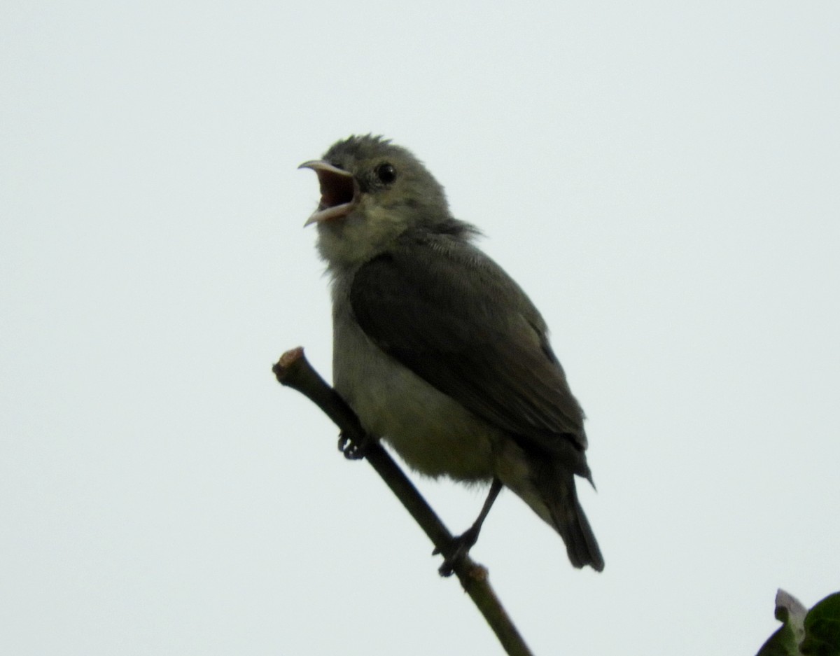 Pale-billed Flowerpecker - ML153696171