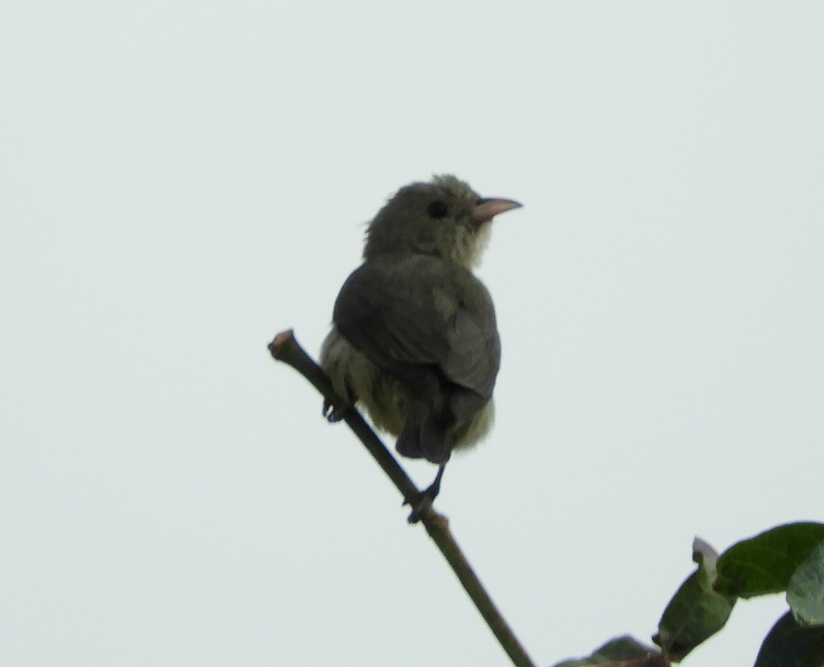 Pale-billed Flowerpecker - ML153696201