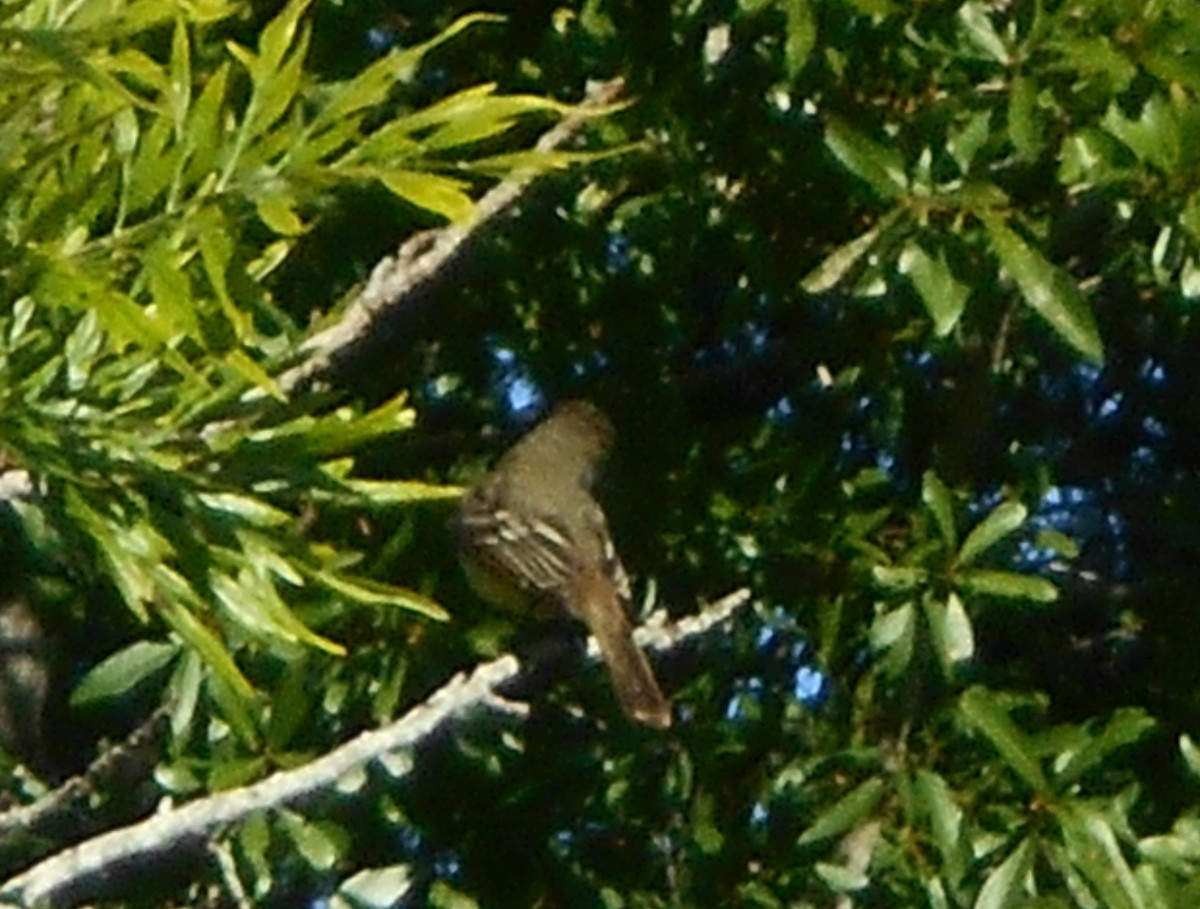 Great Crested Flycatcher - ML153696301