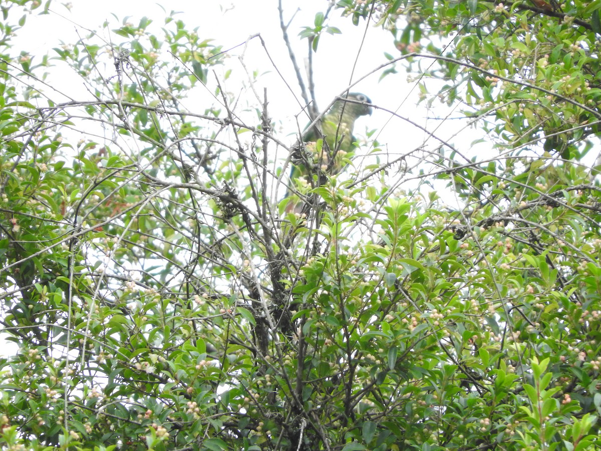 Maroon-bellied Parakeet - ML153696321