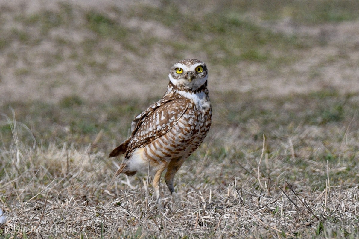 Burrowing Owl - ML153696791