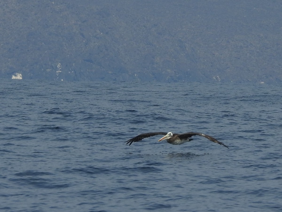 Peruvian Pelican - Saskia Hostens