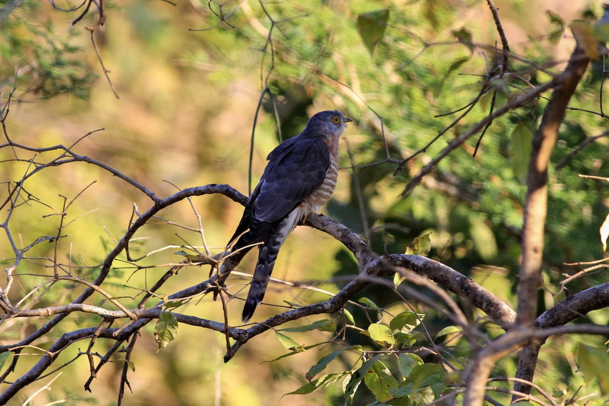 Common Hawk-Cuckoo - ML153699481