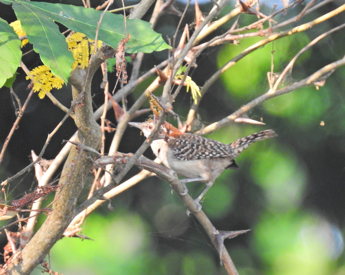 Rufous-naped Wren (Sclater's) - ML153701261