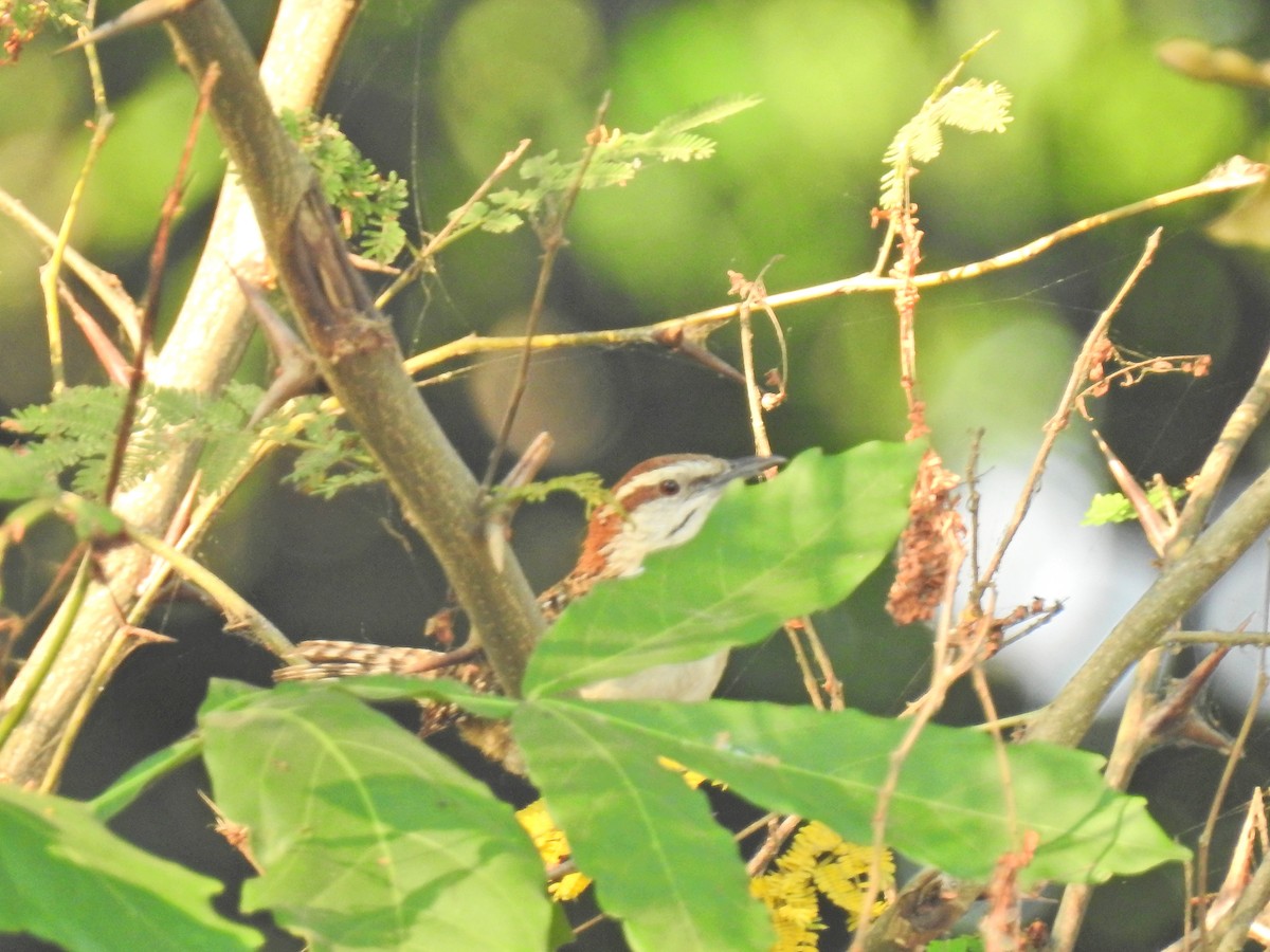 Rufous-naped Wren (Sclater's) - ML153701281