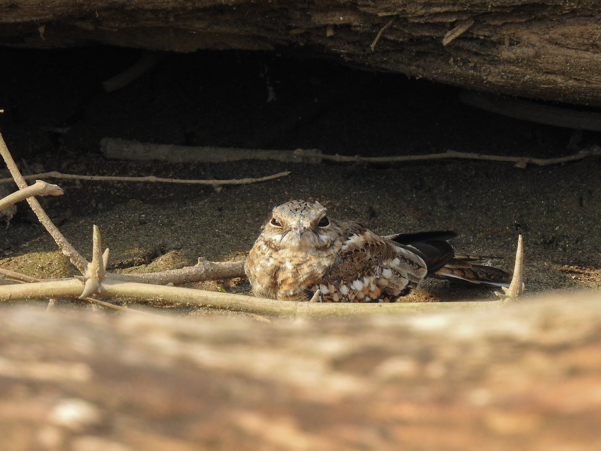 Ladder-tailed Nightjar - ML153703951