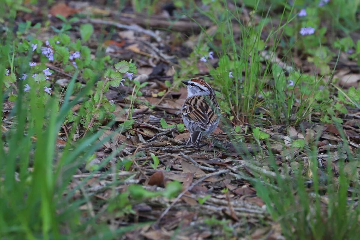 Chipping Sparrow - ML153706291