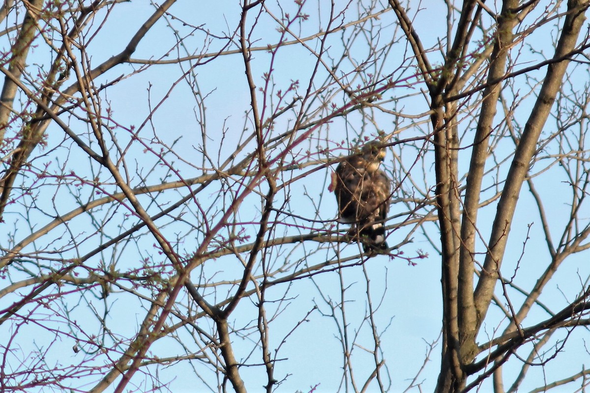 Broad-winged Hawk - Tonia Jordan