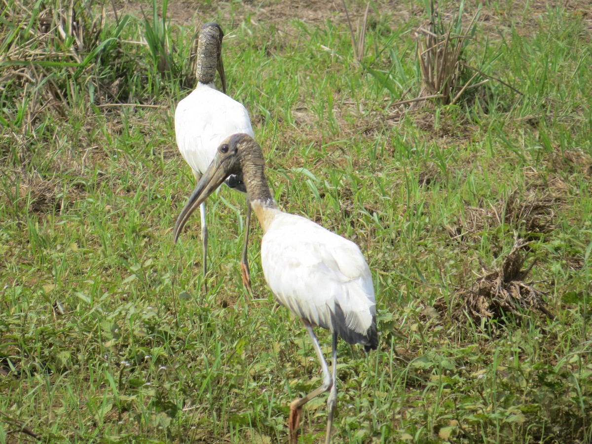 Wood Stork - ML153707111