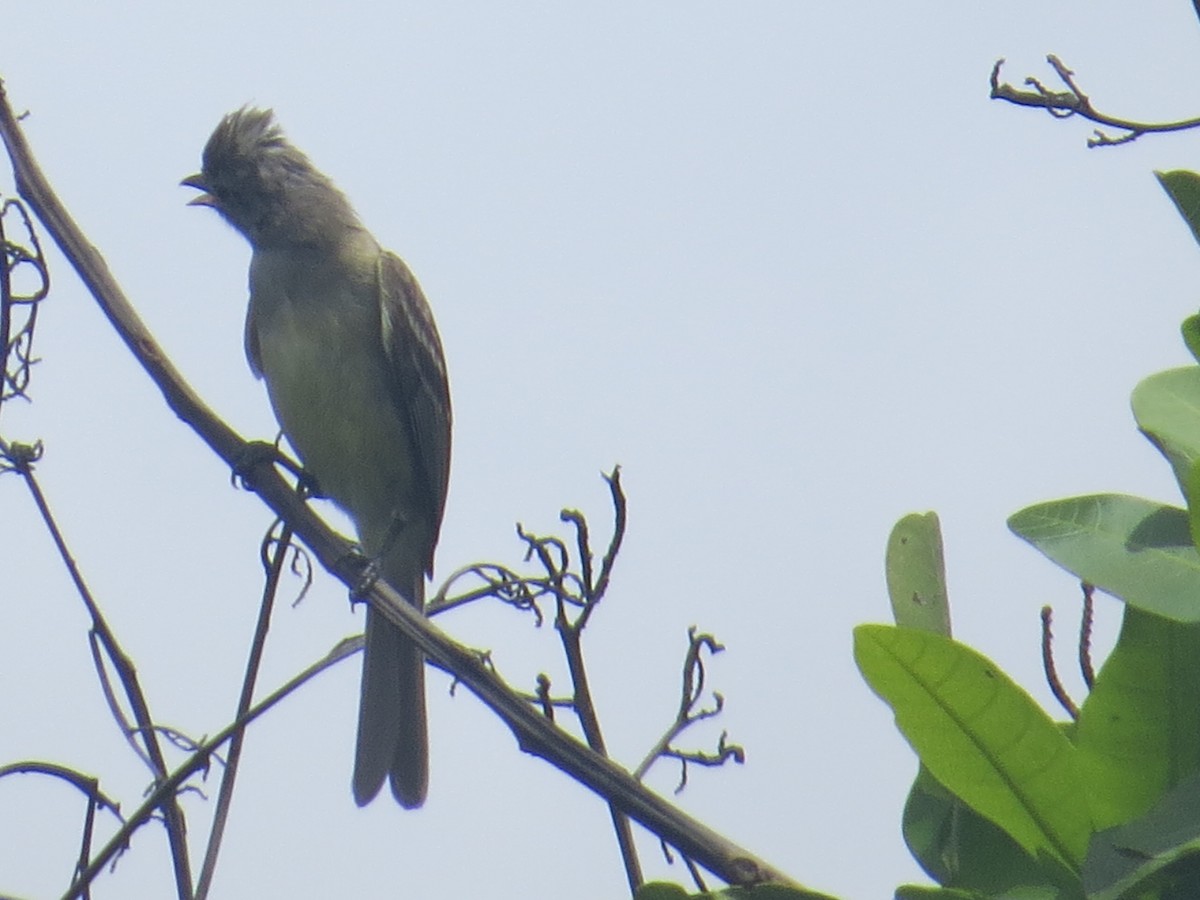 Yellow-bellied Elaenia - Abel Rodríguez Camaño