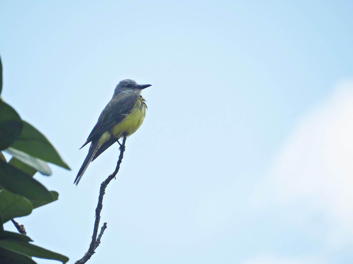 Panama Flycatcher - ML153707961