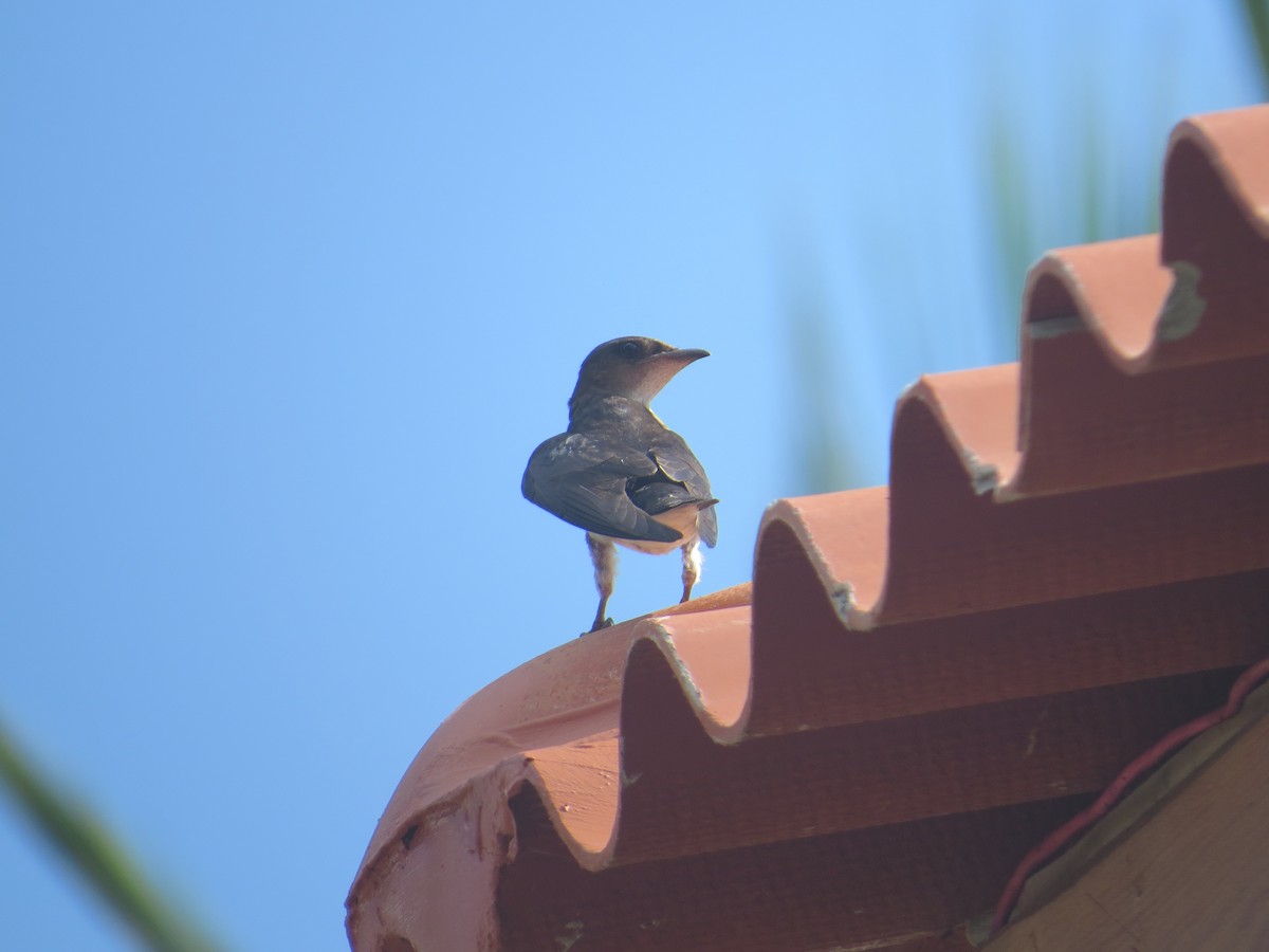 Gray-breasted Martin - ML153708171