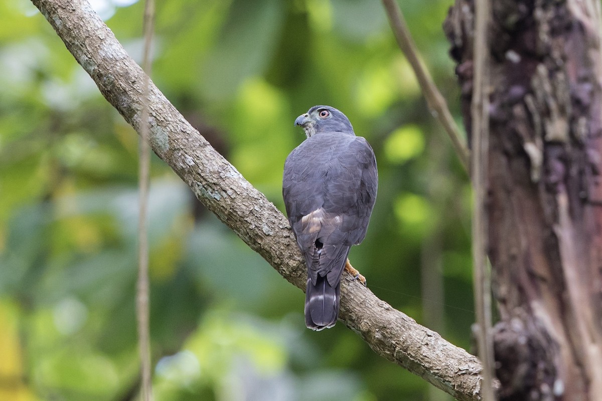 Double-toothed Kite - Stefan Hirsch