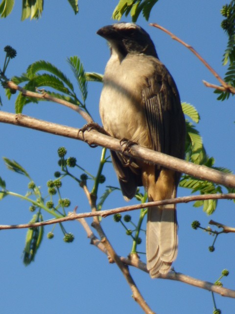 Cinnamon-bellied Saltator - ML153710981