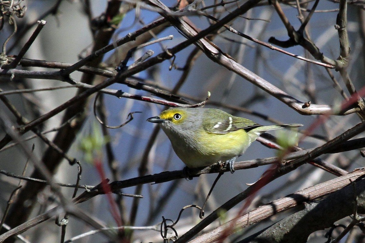 Ak Gözlü Vireo - ML153713591