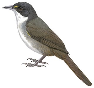 Calyptophilidae - Chat-Tanagers - Birds of the World