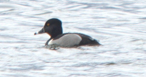 Ring-necked Duck - ML153715471