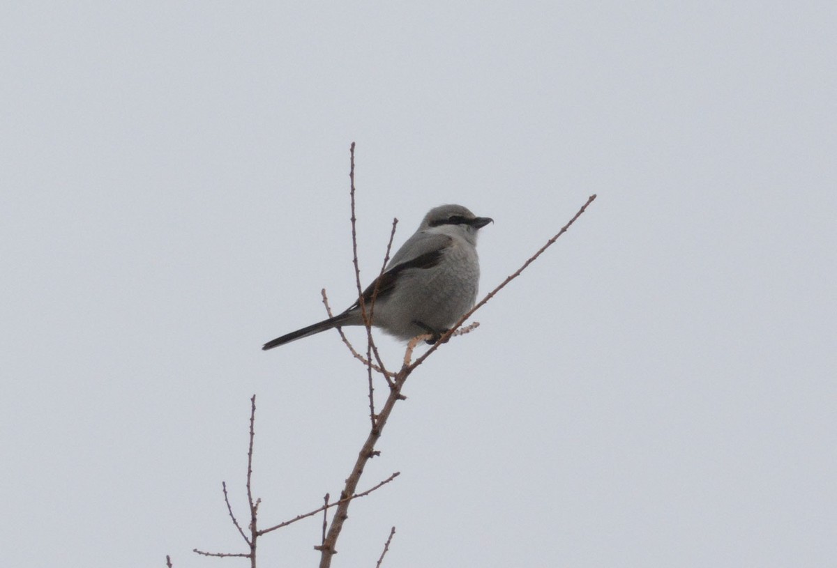 Pie-grièche boréale - ML153715661