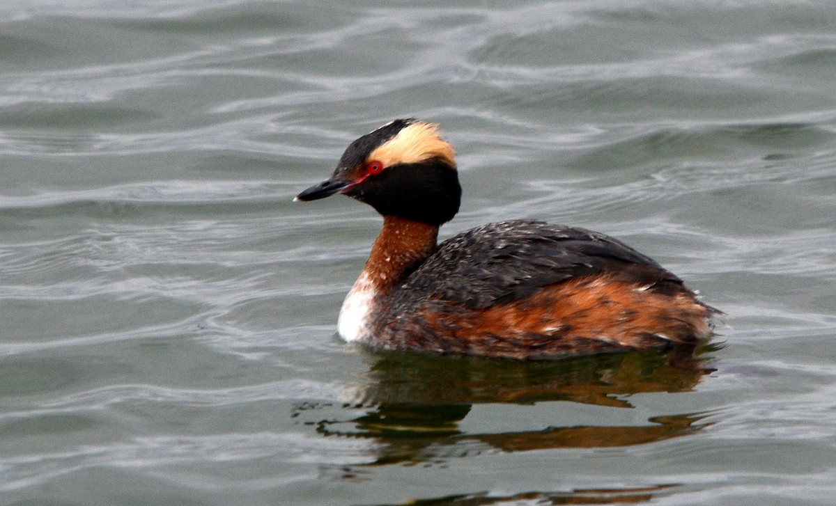 Horned Grebe - ML153715691