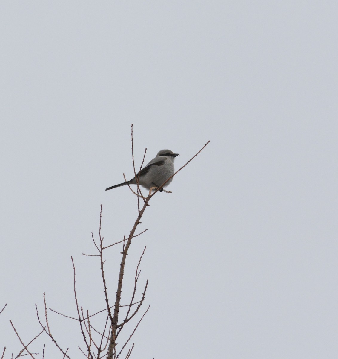 Northern Shrike - François Hamel