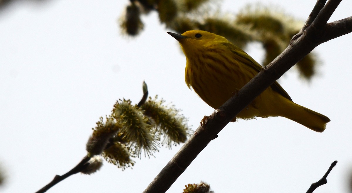 Northern Yellow Warbler - ML153716321