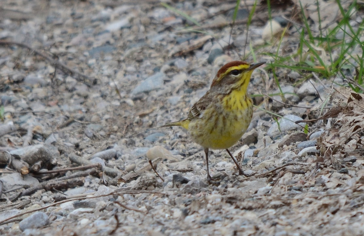 Palm Warbler - ML153716421