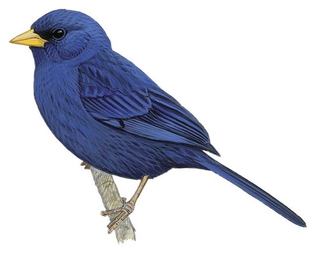 Blue Finch - Rhopospina caerulescens - Birds of the World