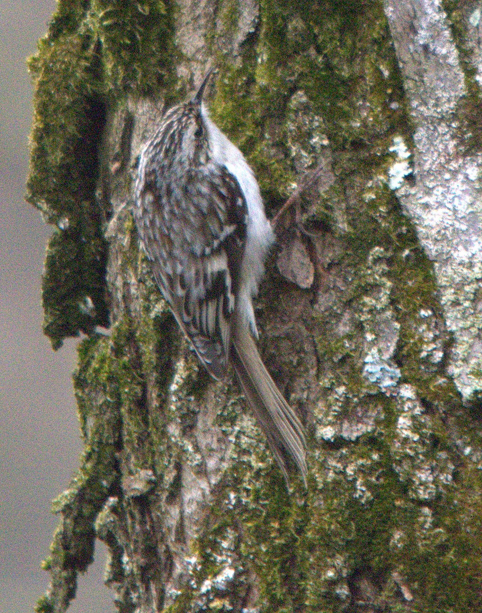 Brown Creeper - ML153716951