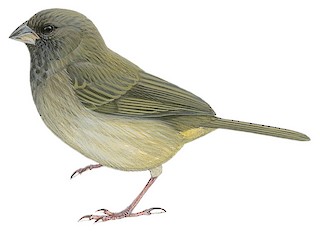 episcepsis melanota Black-faced Grassquit - Melanospiza bicolor