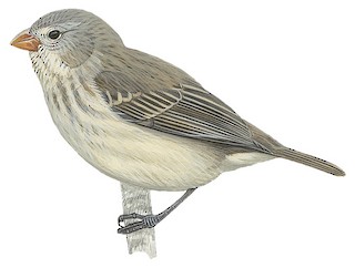 Small Tree-Finch - Camarhynchus parvulus - Birds of the World