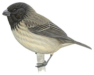 Small Tree-Finch - Camarhynchus parvulus - Birds of the World