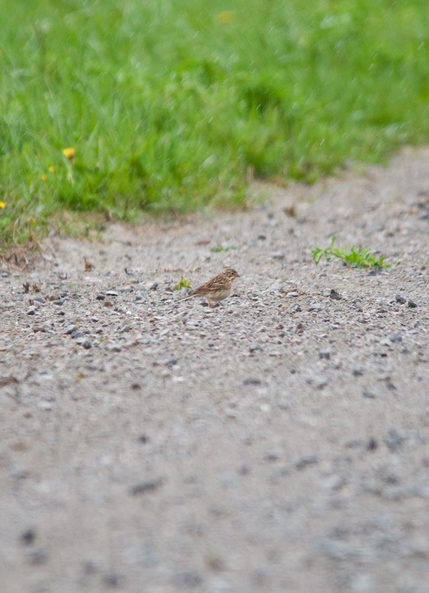 Vesper Sparrow - ML153721491