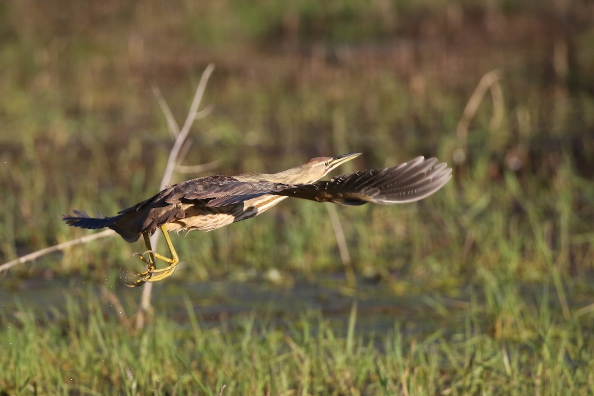 American Bittern - Eric Gustafson