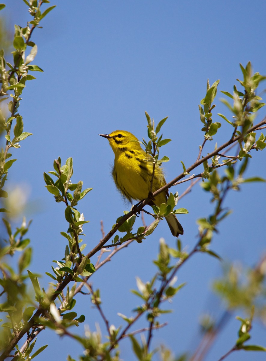 Prairie Warbler - Jon Cefus