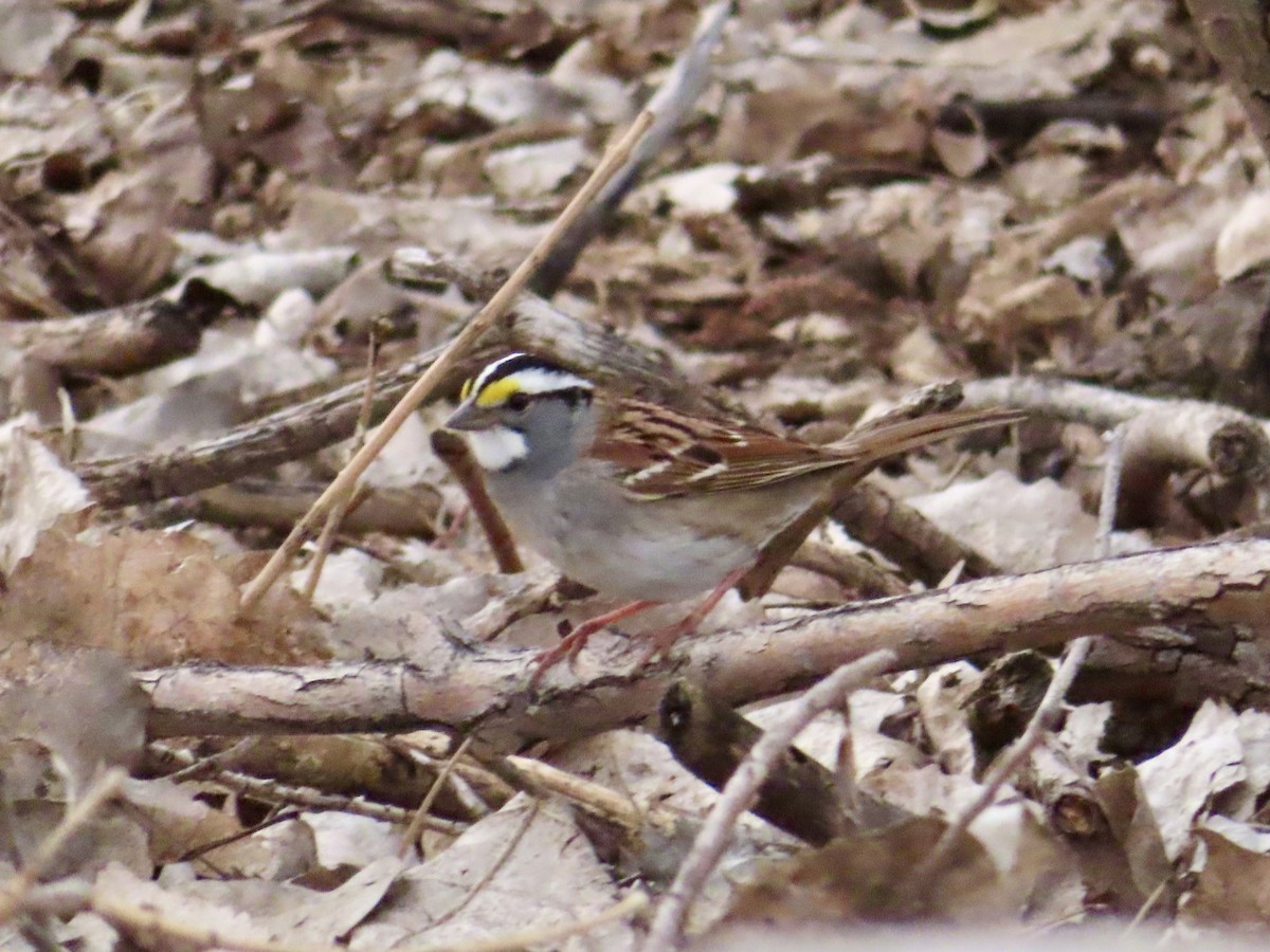 White-throated Sparrow - ML153727101