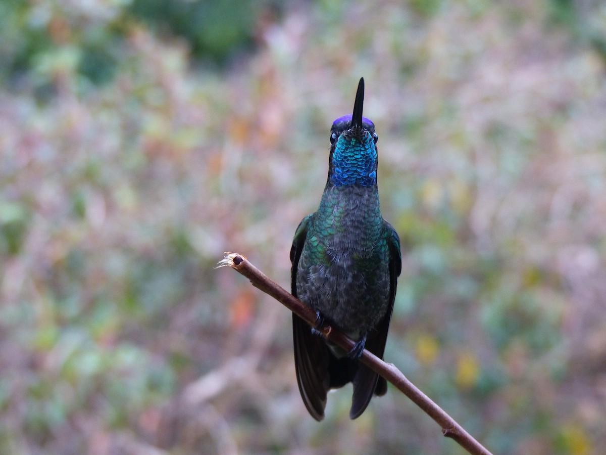 Talamanca Hummingbird - ML153727831