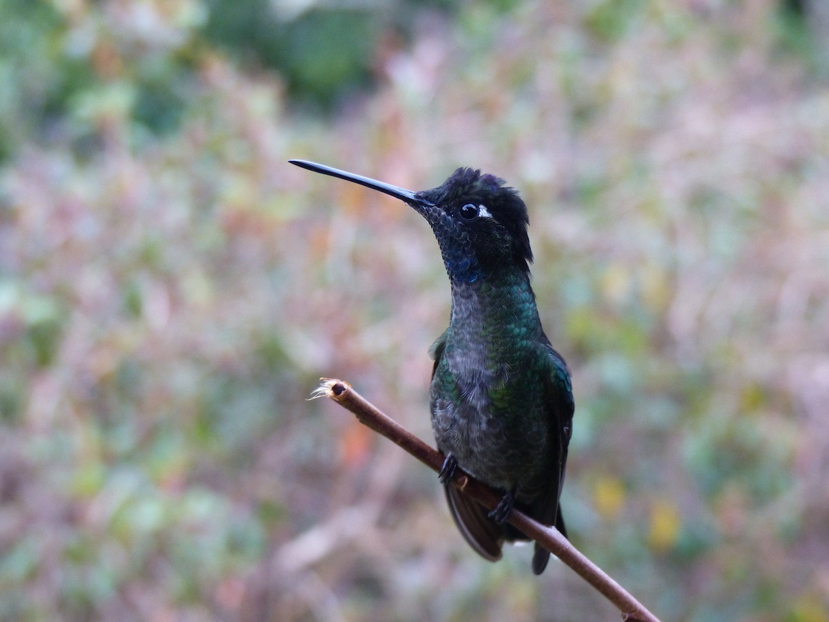 Talamanca Hummingbird - ML153727911