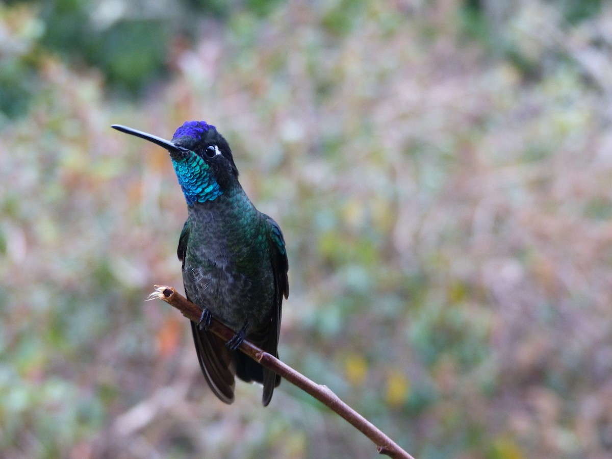 Talamanca Hummingbird - ML153727981